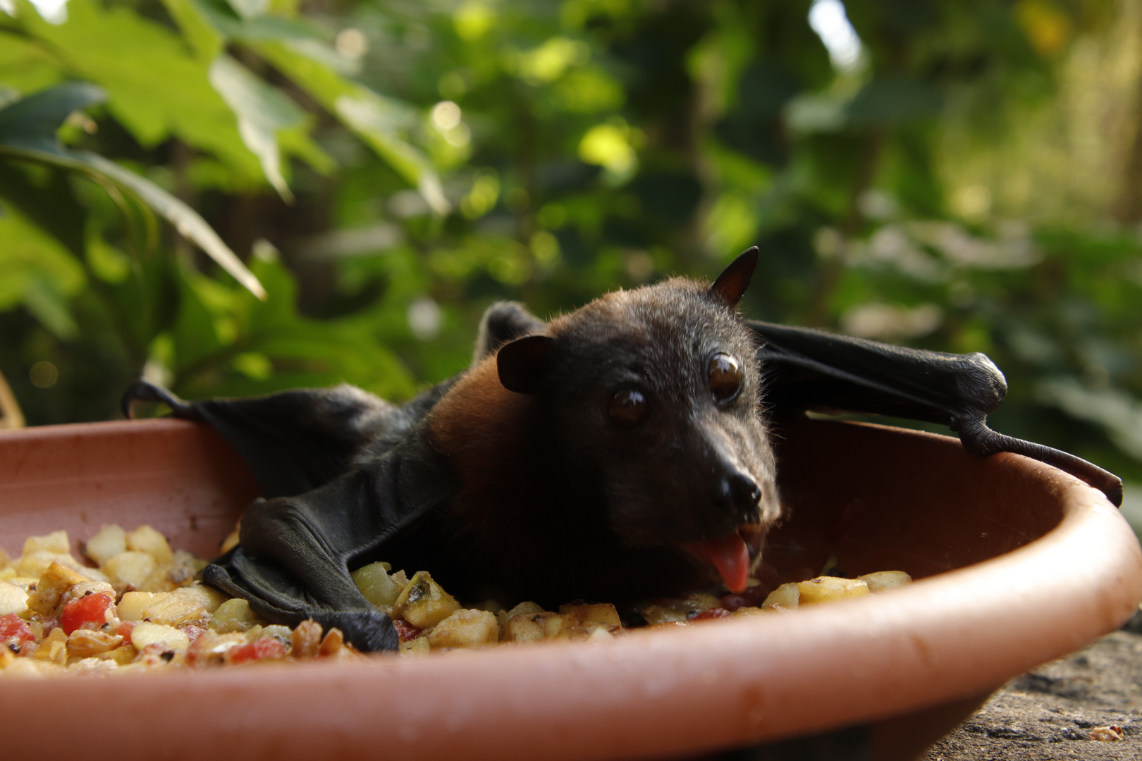 Flugfuchs beim Schlemmen