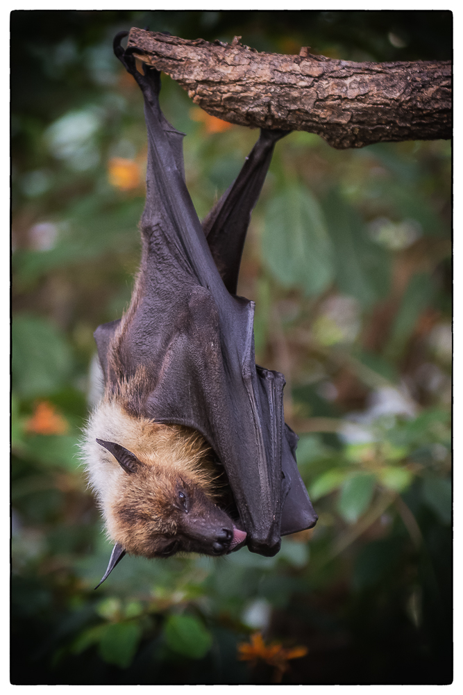 Flugfuchs; man achte bitte auf Ohren und Zunge :o)