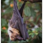 Flugfuchs; man achte bitte auf Ohren und Zunge :o)