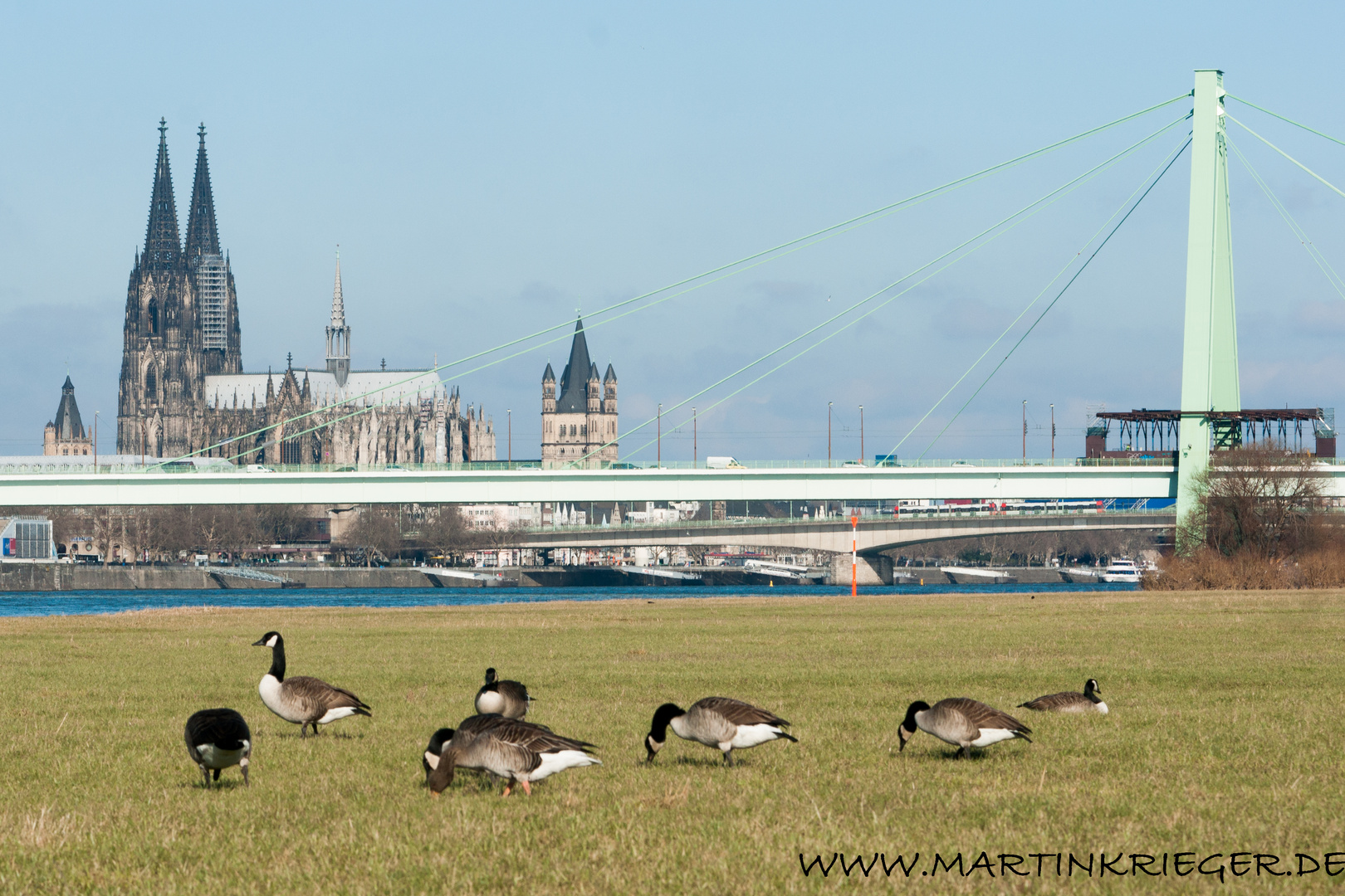 Fluggänse mit Blick auf den Dom