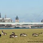 Fluggänse mit Blick auf den Dom