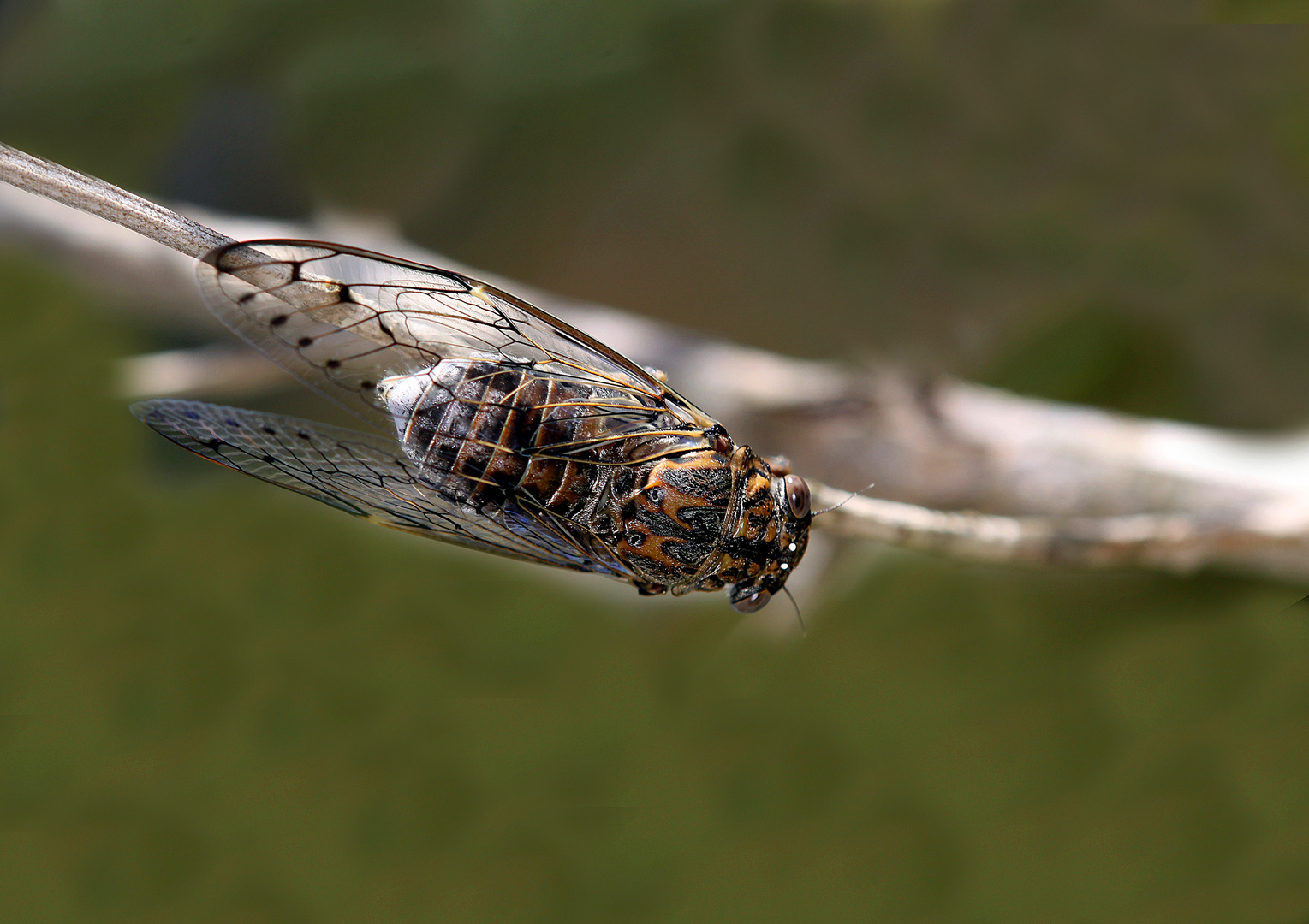 Fluggeräusche wie ein kleiner Hubschrauber