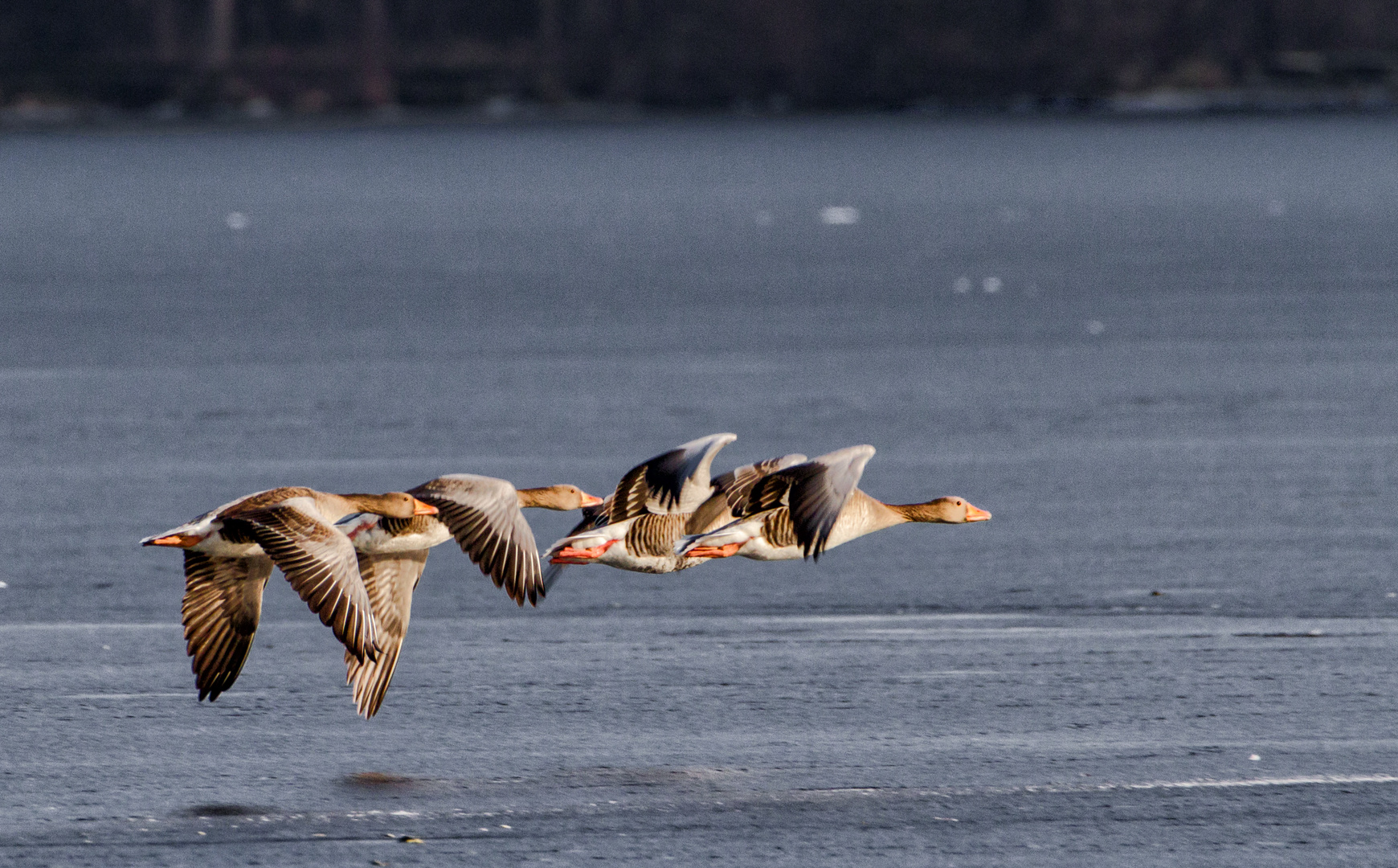 Fluggeschwader