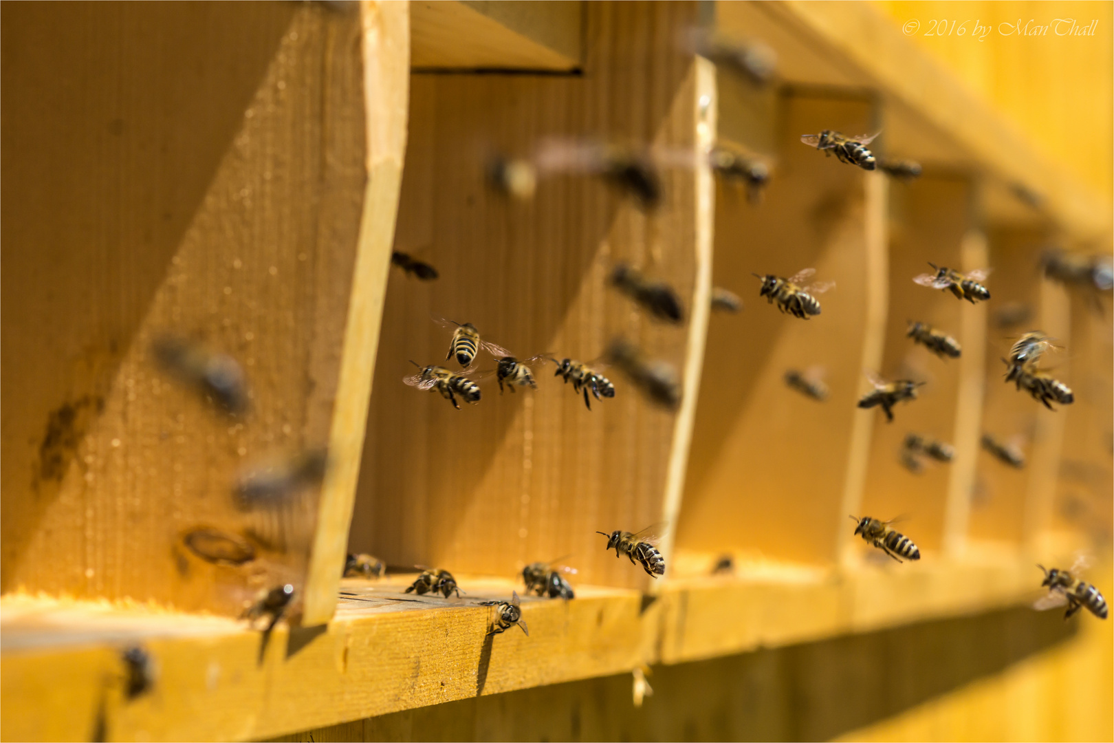 Flughafen Bienenstock