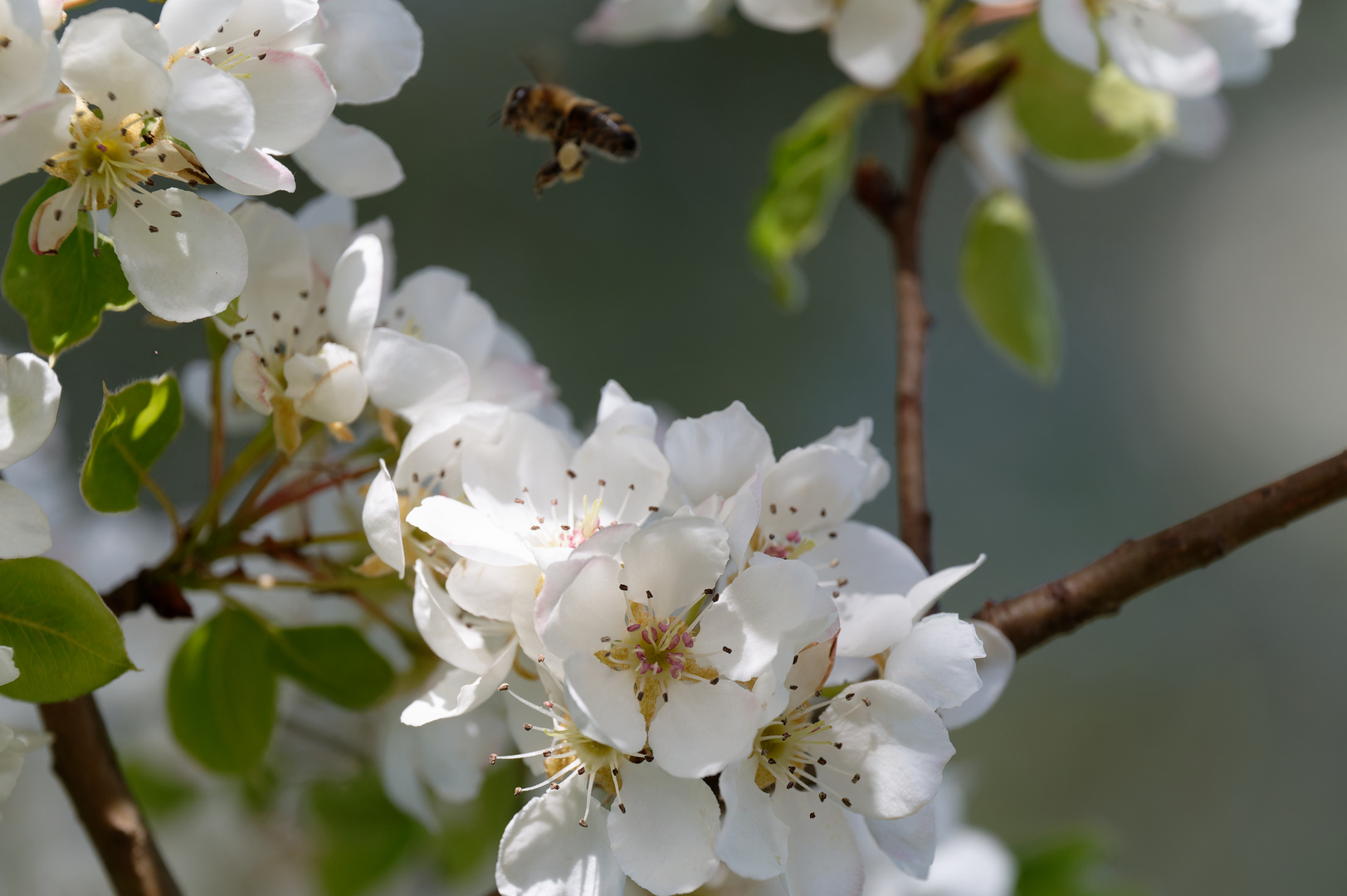 Flughafen der Bienchen 