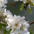 Flughafen der Bienchen 