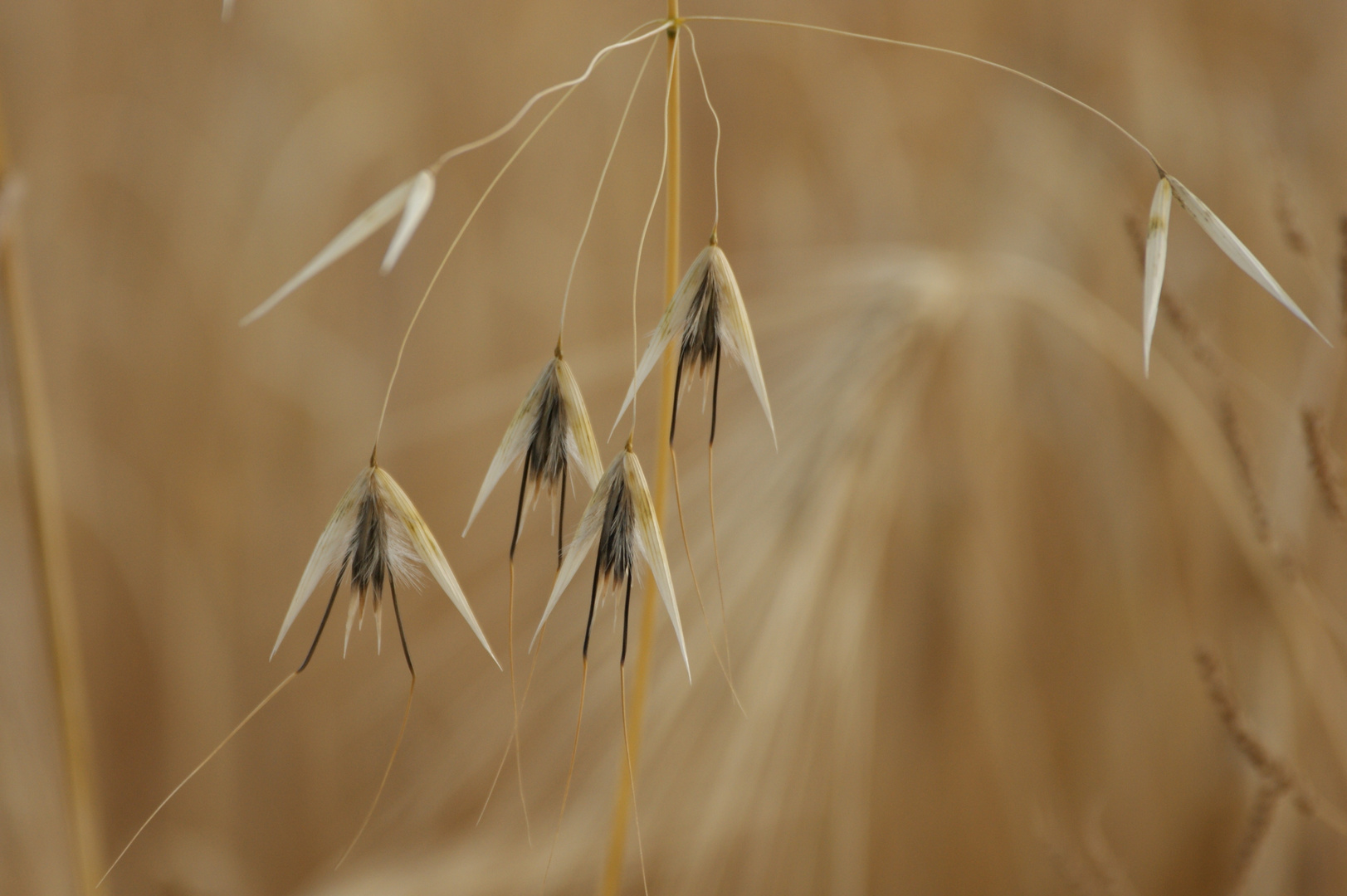 Flughafer, Avena fatua