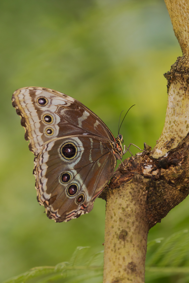 Flughalt (Blauer Morpho)