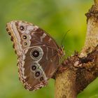 Flughalt (Blauer Morpho)