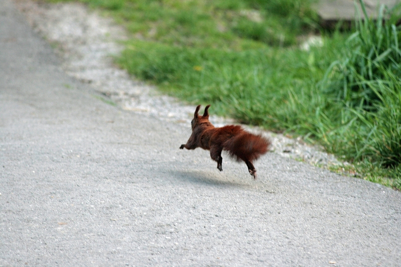 Flughörnchen