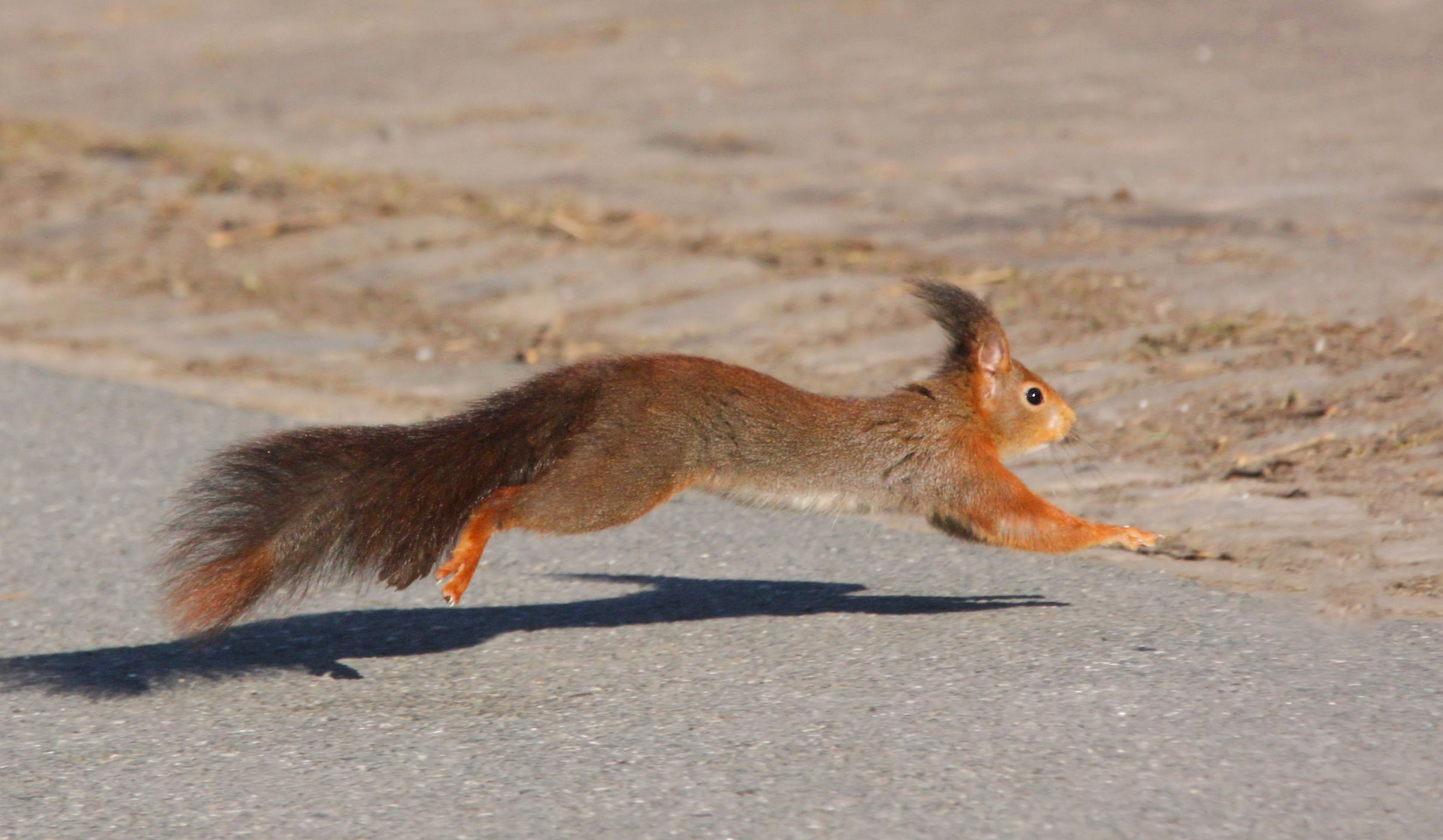 Flughörnchen ...