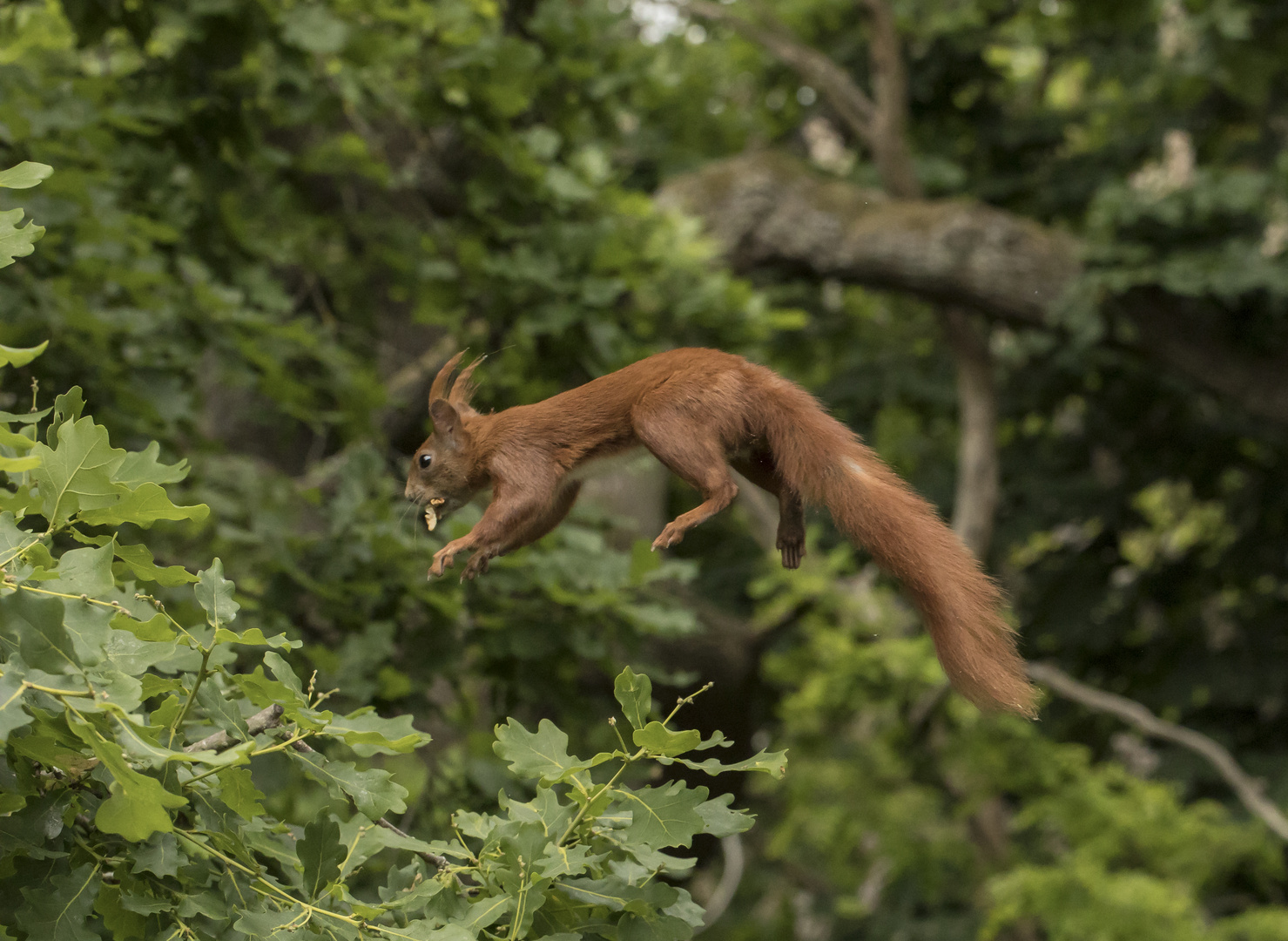 Flughörnchen