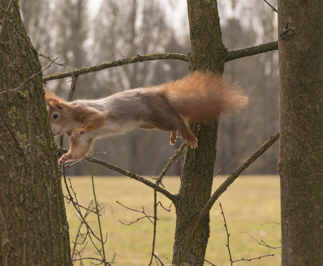 Flughörnchen