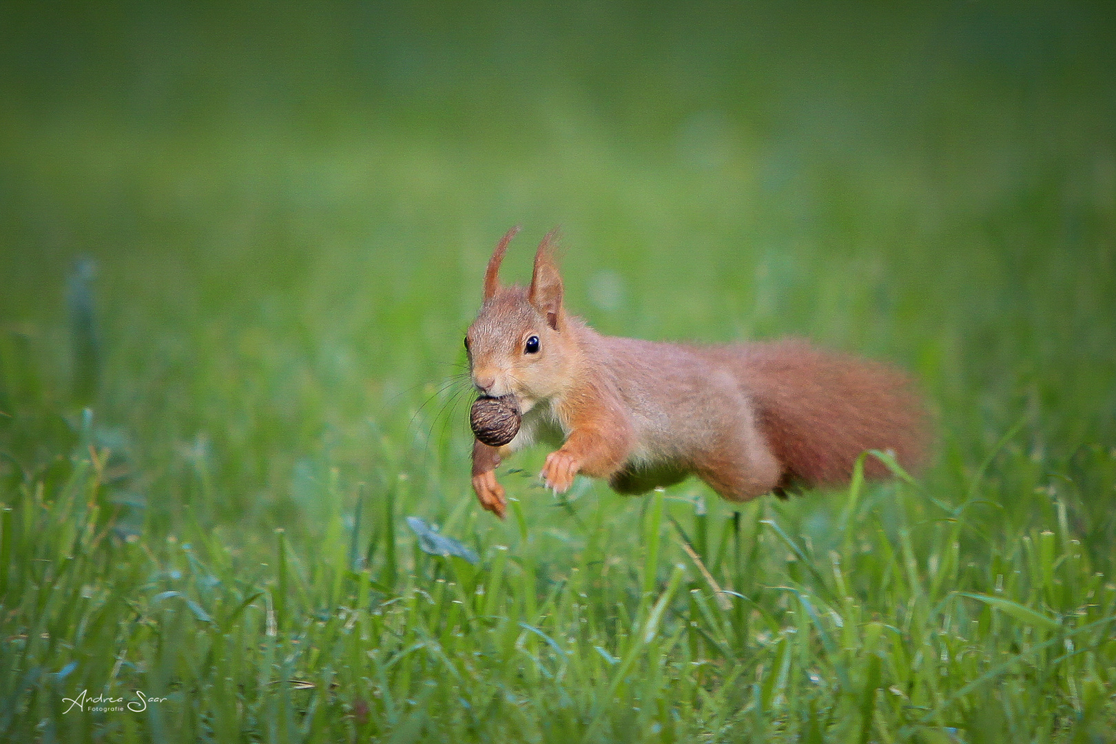 Flughörnchen