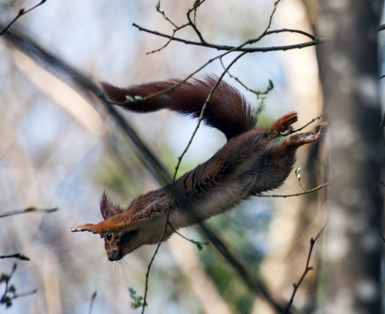 Flughörnchen