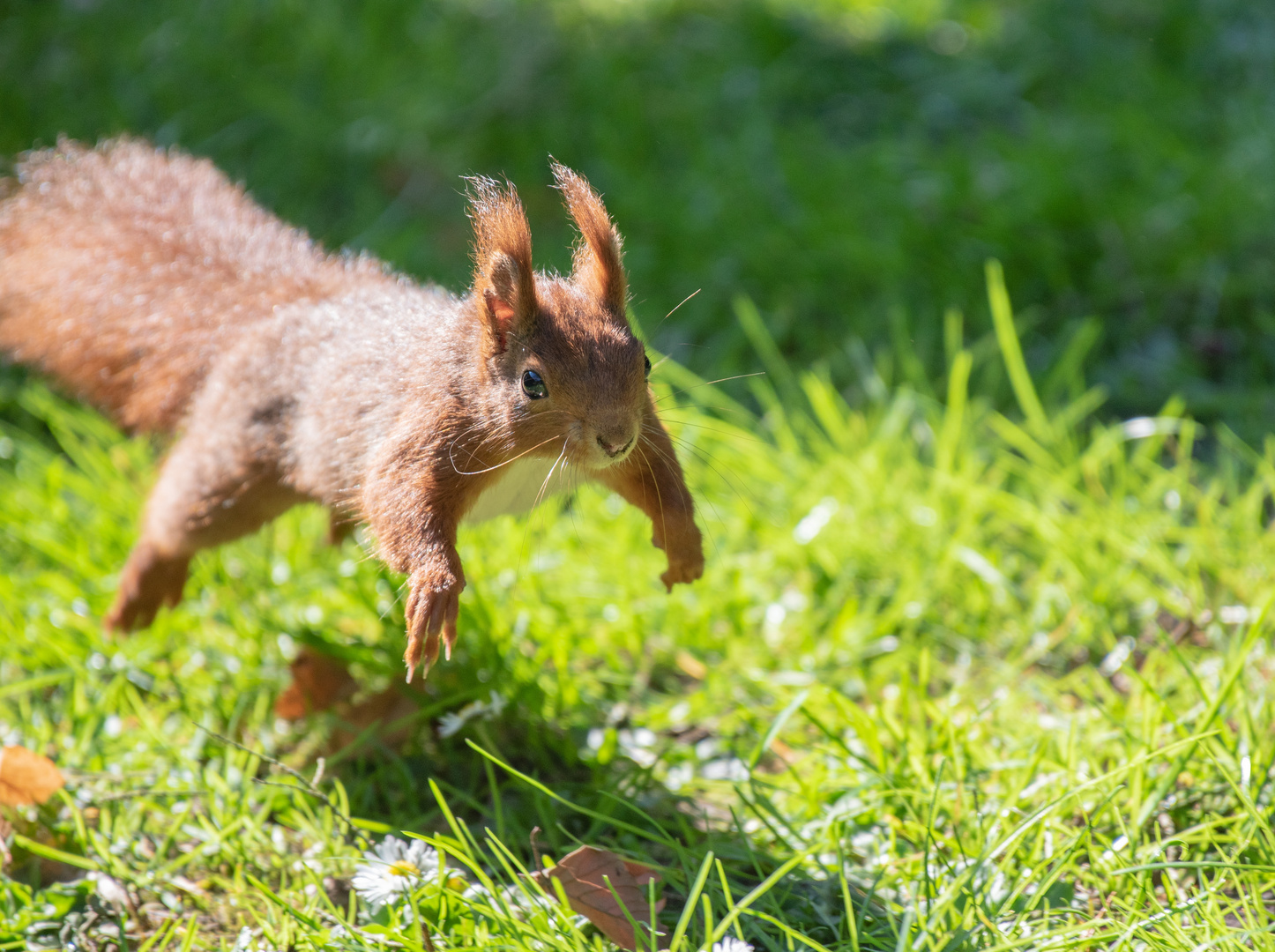 Flughörnchen