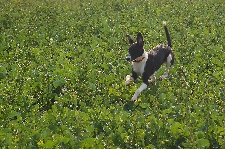 Flughund Foto & Bild | tiere, haustiere, hunde Bilder auf ...