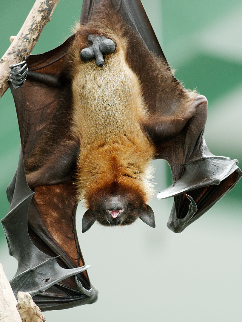 Flughund Foto & Bild | tiere, zoo, wildpark & falknerei, säugetiere ...