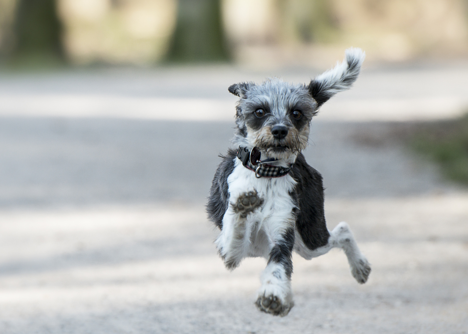 Flughund... Foto & Bild | emotionen, freude, tiere Bilder auf fotocommunity