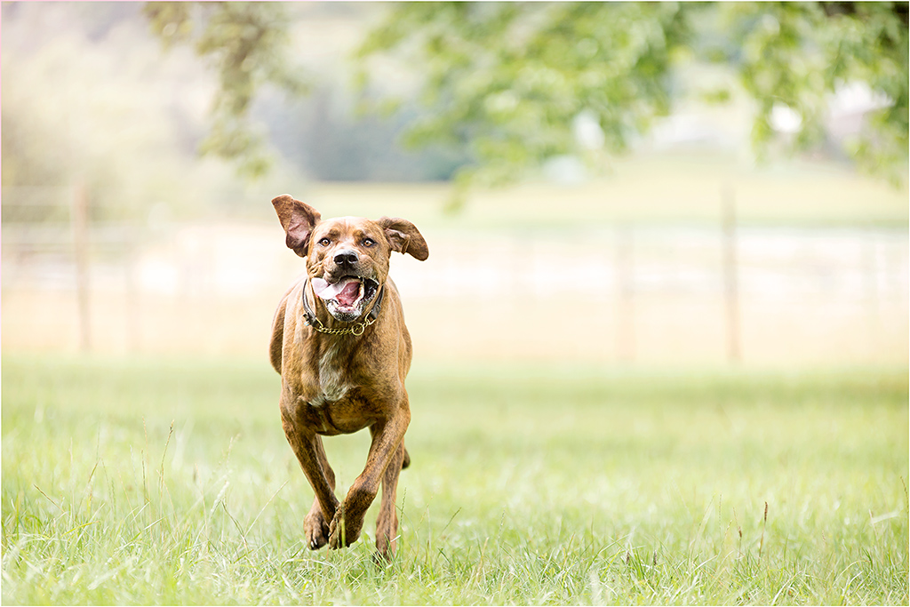 ~ flughund ~ Foto & Bild | tiere, haustiere, hunde Bilder auf fotocommunity