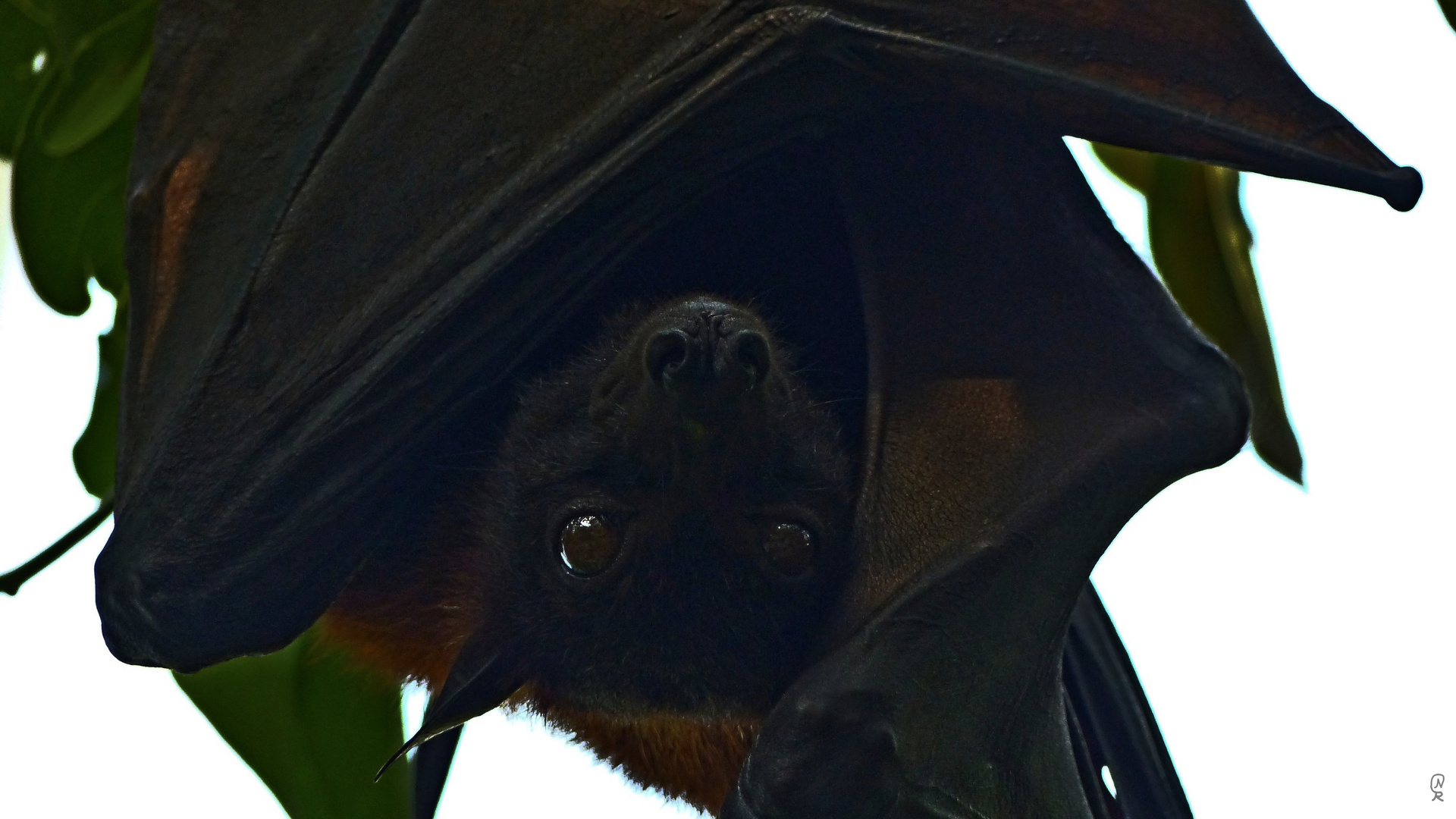 Flughund Foto & Bild | natur, portrait, zoo Bilder auf fotocommunity