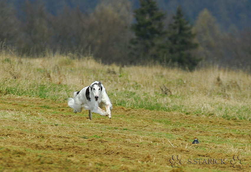 Flughund Foto & Bild | tiere, haustiere, hunde Bilder auf fotocommunity
