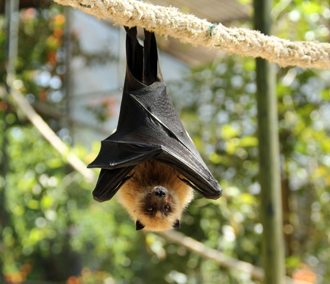 Flughund Foto & Bild | tiere, natur Bilder auf fotocommunity