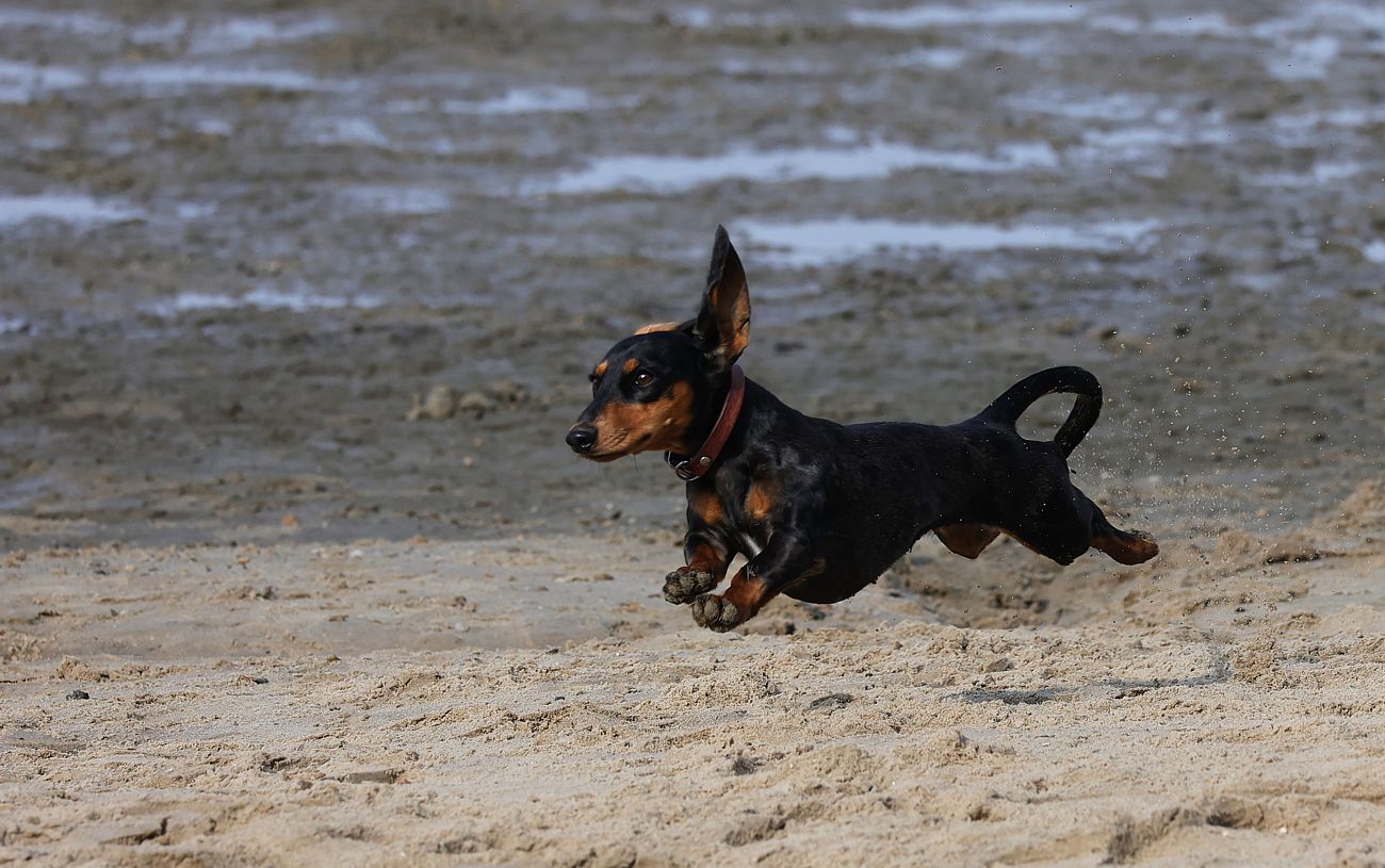 Flughund am Strand