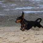 Flughund am Strand