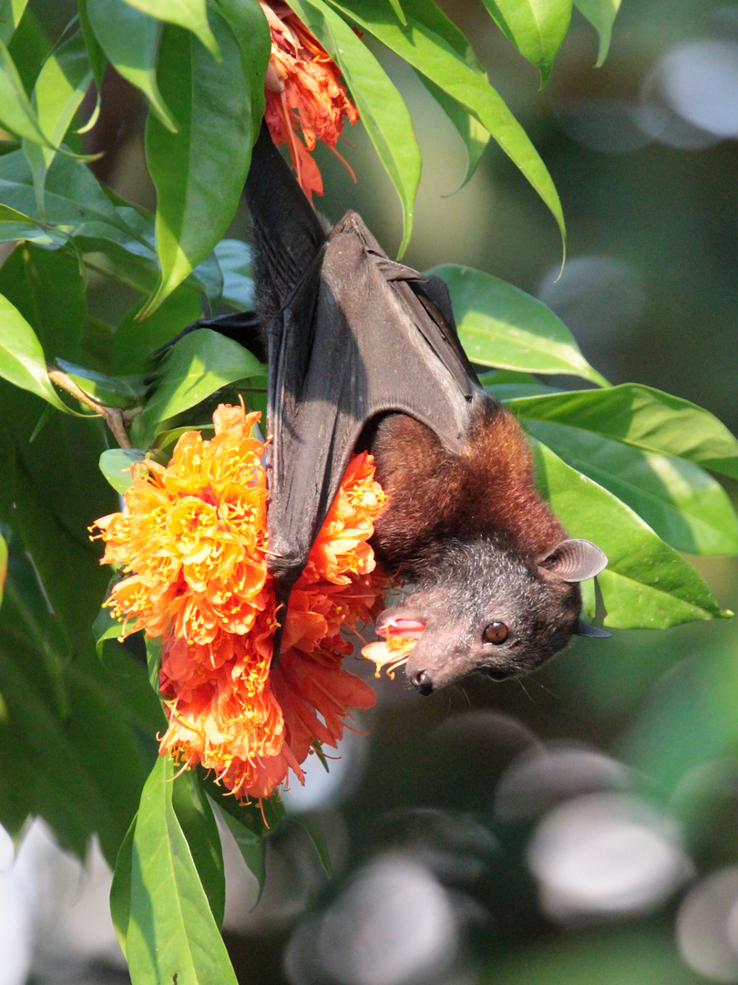 Flughund an einer Blüte, Gondwanaland, Zoo Leipzig