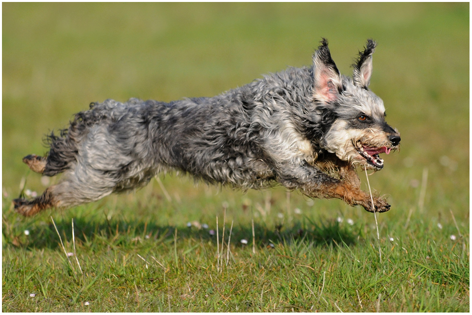 Flughund Foto & Bild | tiere, haustiere, hunde Bilder auf fotocommunity