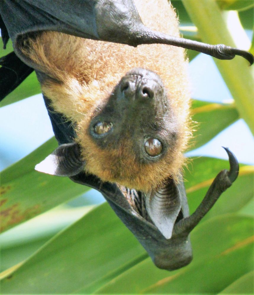 Flughund Foto & Bild | natur, tiere Bilder auf fotocommunity