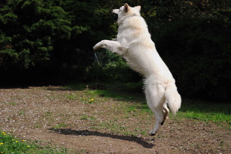 Flughund beim Ballspielen :-)