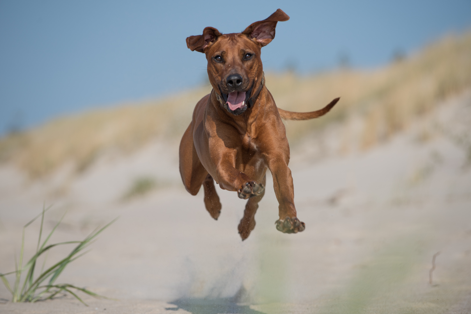 Flughund Foto & Bild | natur, tiere, haustiere Bilder auf fotocommunity