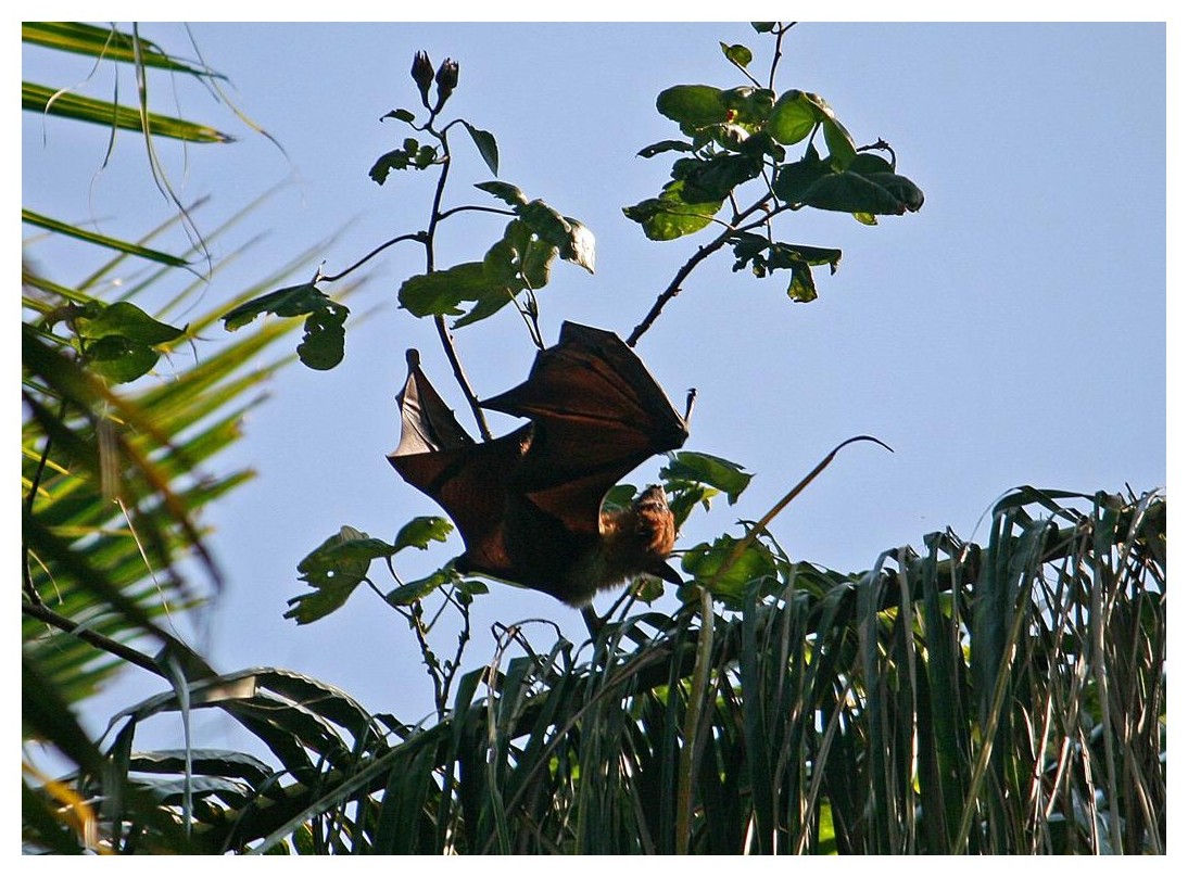 Flughund ("fruitbat") auf dem Schlaf-Baum