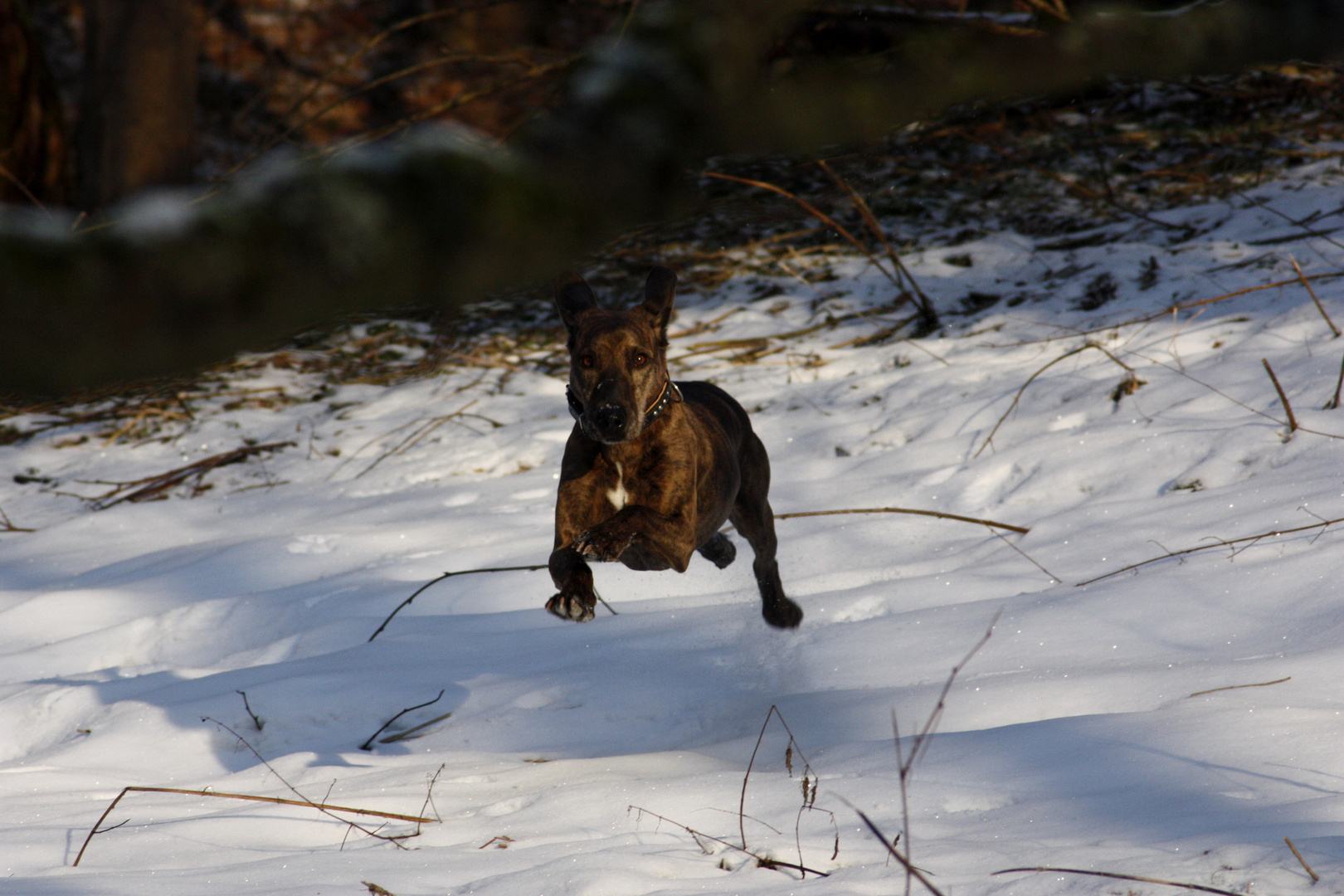 Flughund im Winter