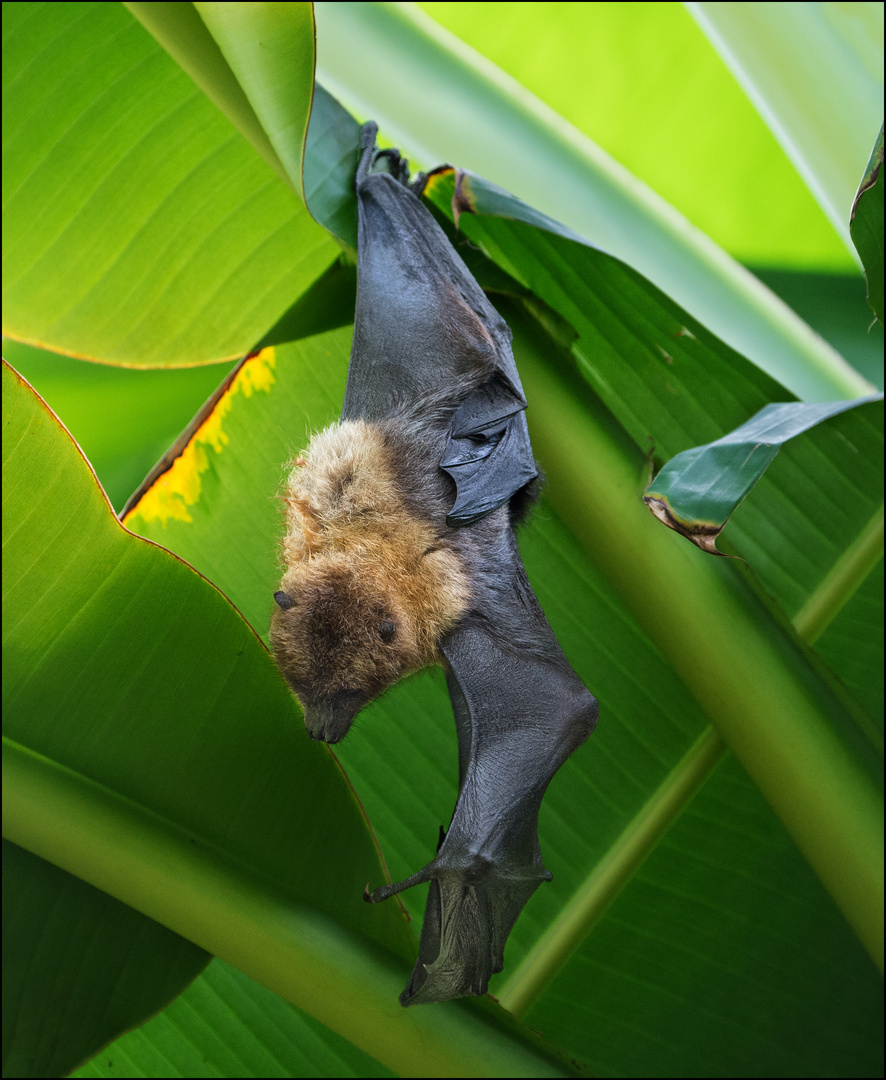 Flughund in der Masoala-Halle Zoo Zürich