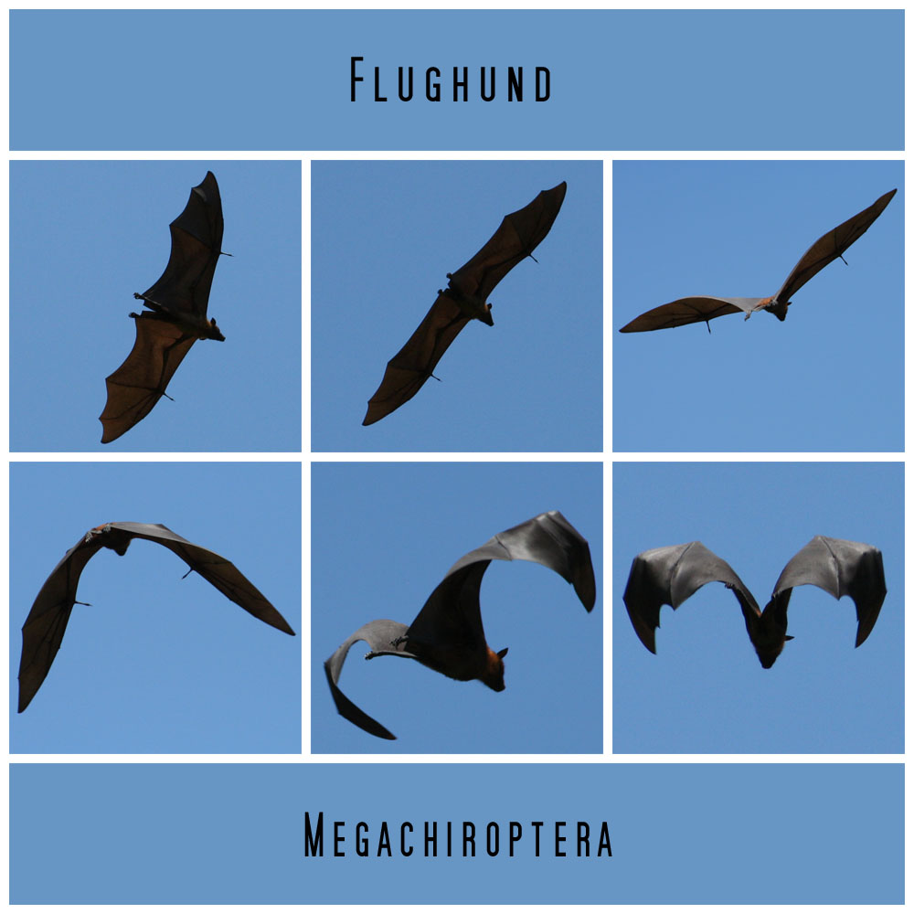Flughund (Megachiroptera)