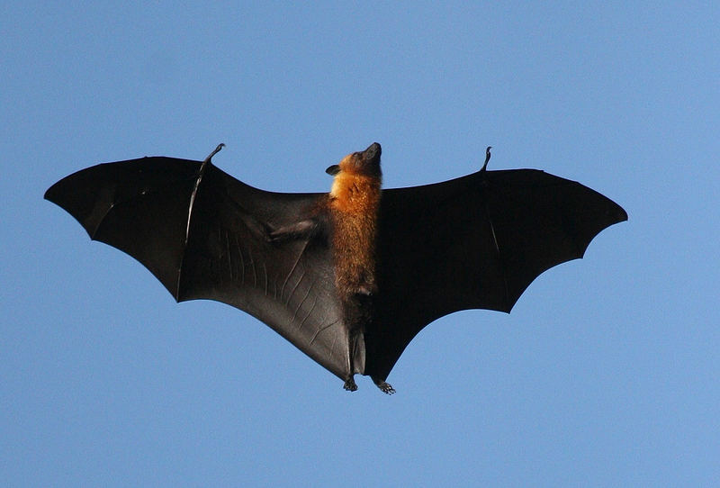 Flughund mit allem &quot;Drum&amp;Dran&quot; über La Digue (Seychellen) Foto &amp; Bild