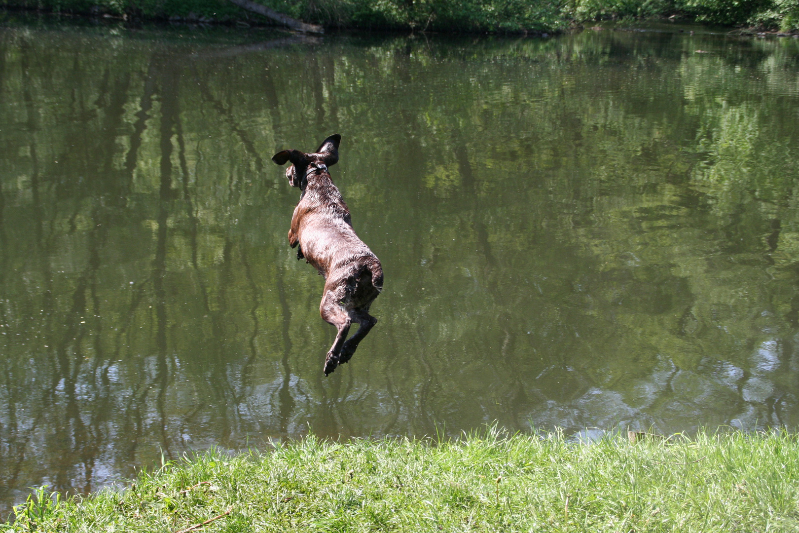 Flughund oder S(pr)eehund?