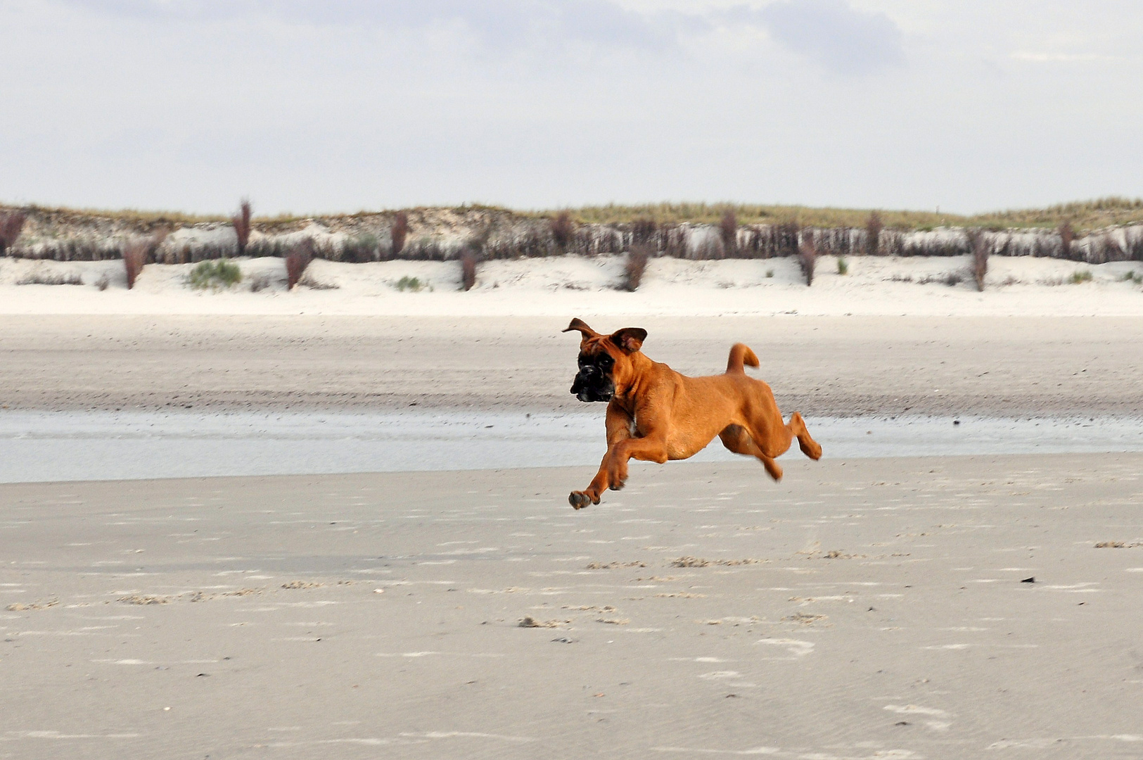 Flughund über der Nordsee