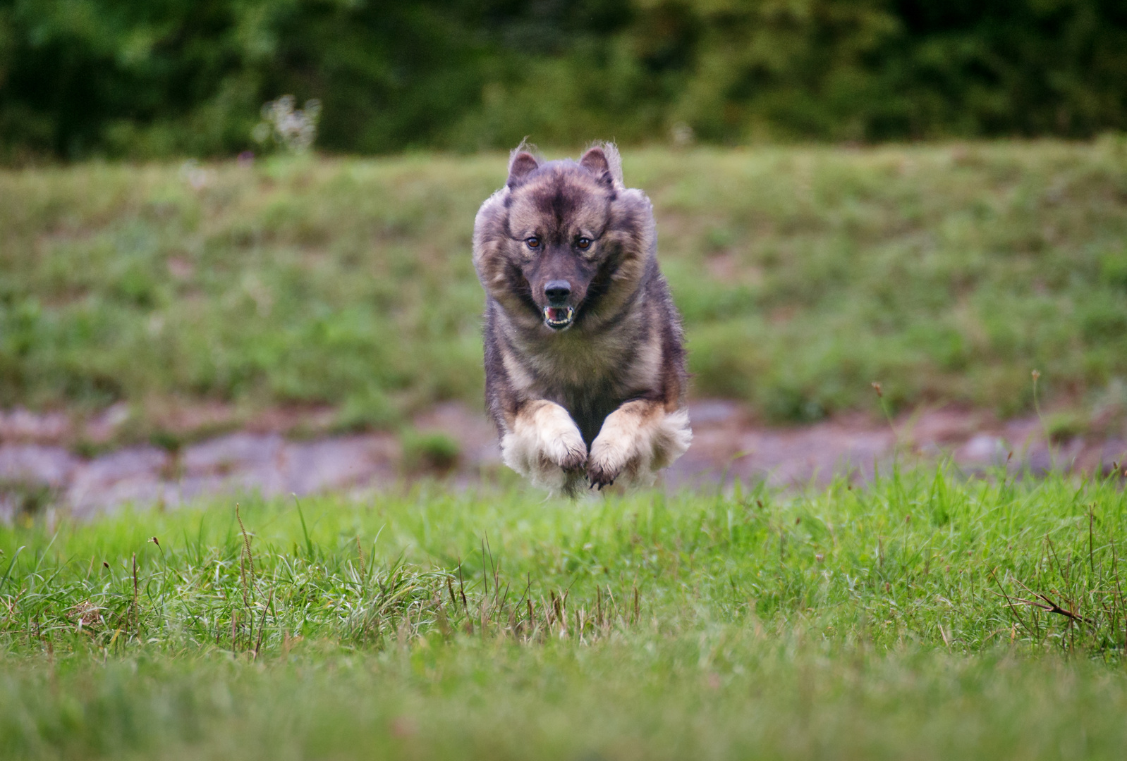 Flughund von vorne Foto & Bild tiere, haustiere, hunde Bilder auf