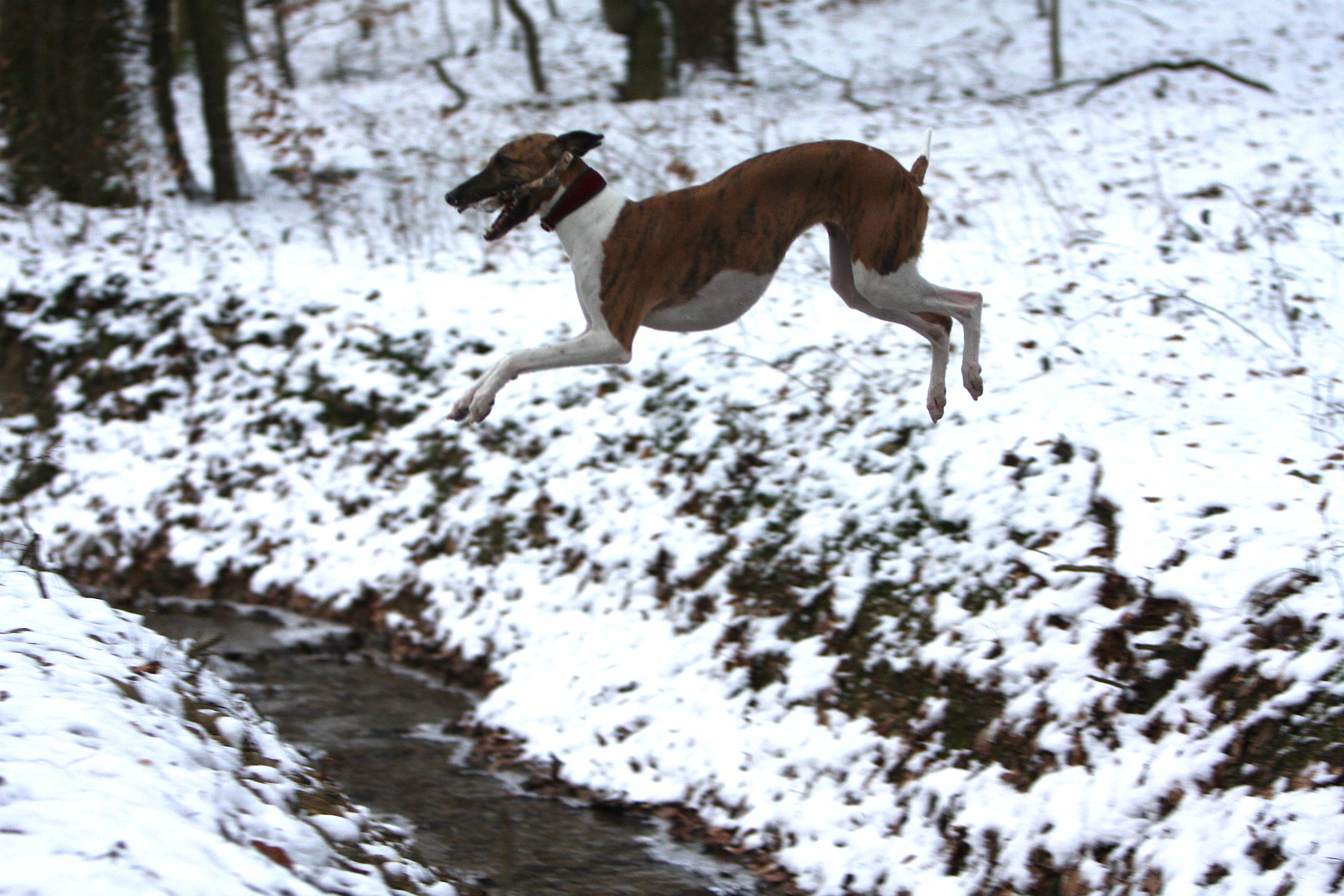 Flughund (Whippet Pippi Lotta , keine Montage!!!)