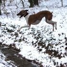 Flughund (Whippet Pippi Lotta , keine Montage!!!)