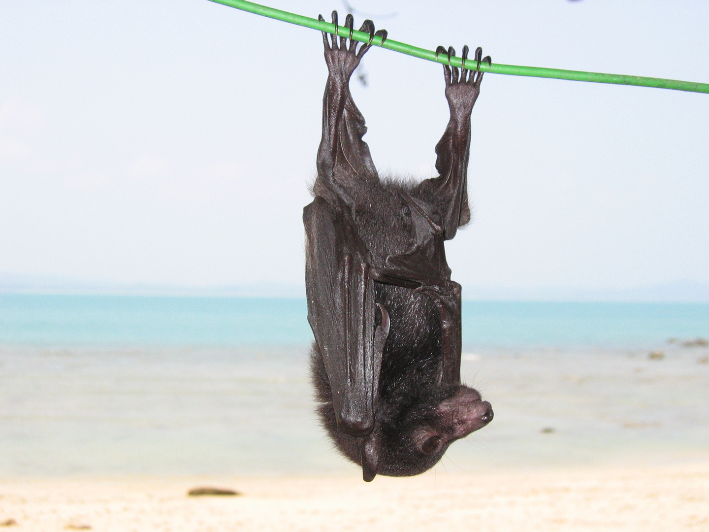 Flughundbaby auf der Insel Pulau Kapas (Malaysia)