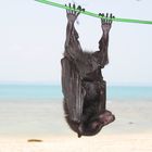 Flughundbaby auf der Insel Pulau Kapas (Malaysia)