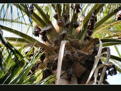 Flughunde - Flying Foxes