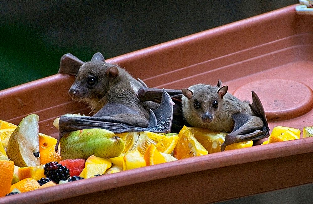 Flughunde genießen Ihre Mahlzeit