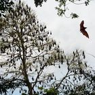 Flughunde hängen im Tiefschlaf wie reife Äpfel an den Ästen