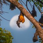 Flughunde mitten in Phnom Penh